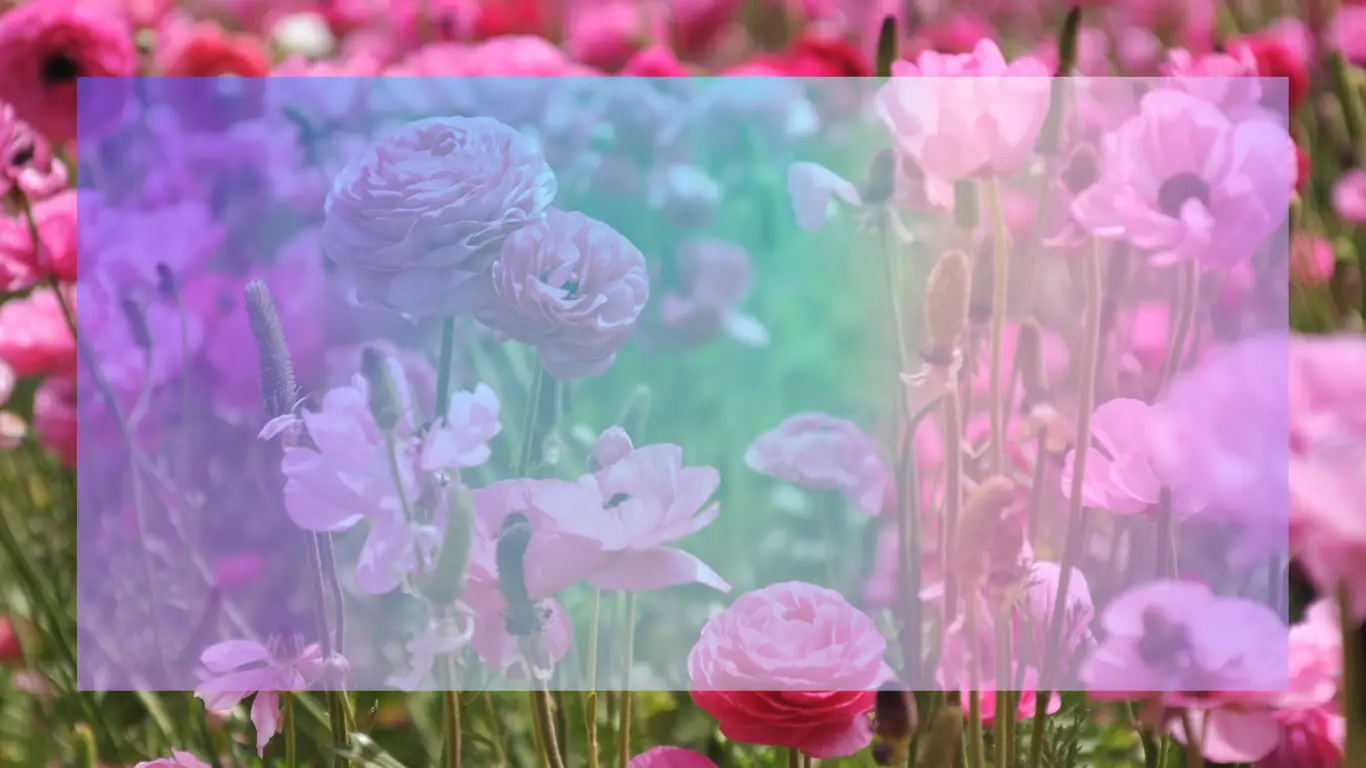 Ranunkeln - Blumen in rosa